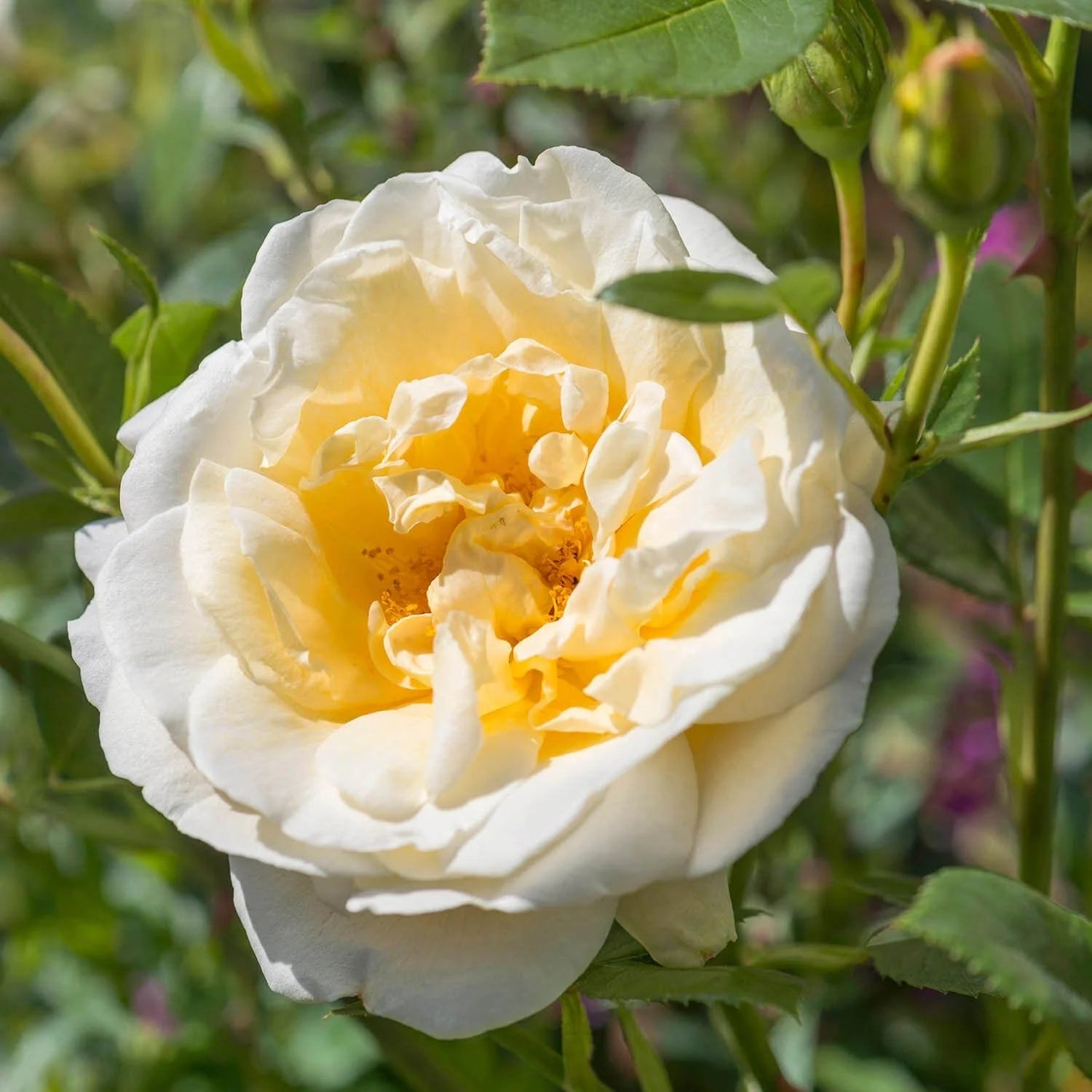 Juliet Blume Samen zur Aussaat leuchtend Blüten – ideal für Ihren Garten