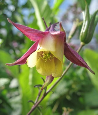 Buergeriana Blumensamen zur Aussaat – duftend Blüten – Traditionssorte & ohne Gentechnik Samen Hausgarten