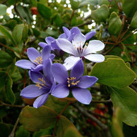Lignum Blumensamen zur Aussaat – pflegeleicht – Traditionssorte & ohne Gentechnik Samen Hausgarten