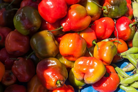 Rocoto Gemüse Samen zum Pflanzen - Grow Your Own Spicy Peppers
