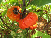 Gelborange Solanum Aethiopicum Gemüsesamen für einfaches Anpflanzen