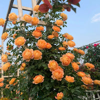 tief Orange kletternd Rose Samen – Landhaus Garten wichtig Traditionssorte & ohne Gentechnik