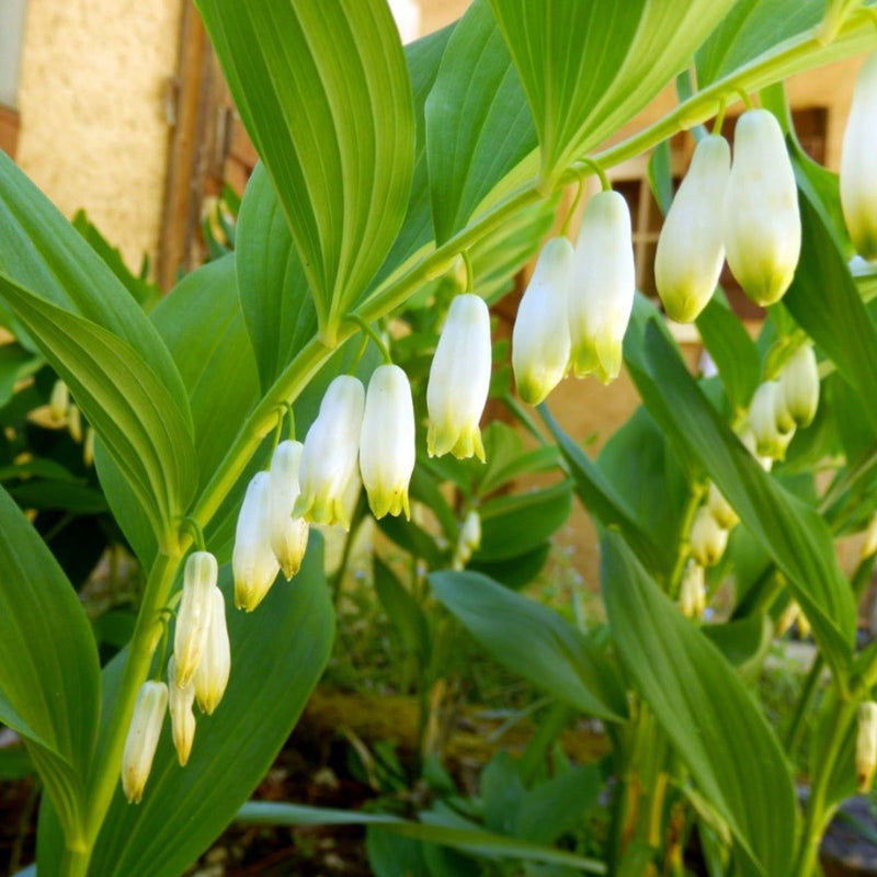 Semillas de Polygonatum blanco para siembra, jardín exuberante, ideales para semisombra