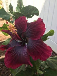 Lila Kastanienrot Hibiskus Blumensamen zur Aussaat – farbenfroh Schau – Traditionssorte & ohne Gentechnik Samen Hausgarten