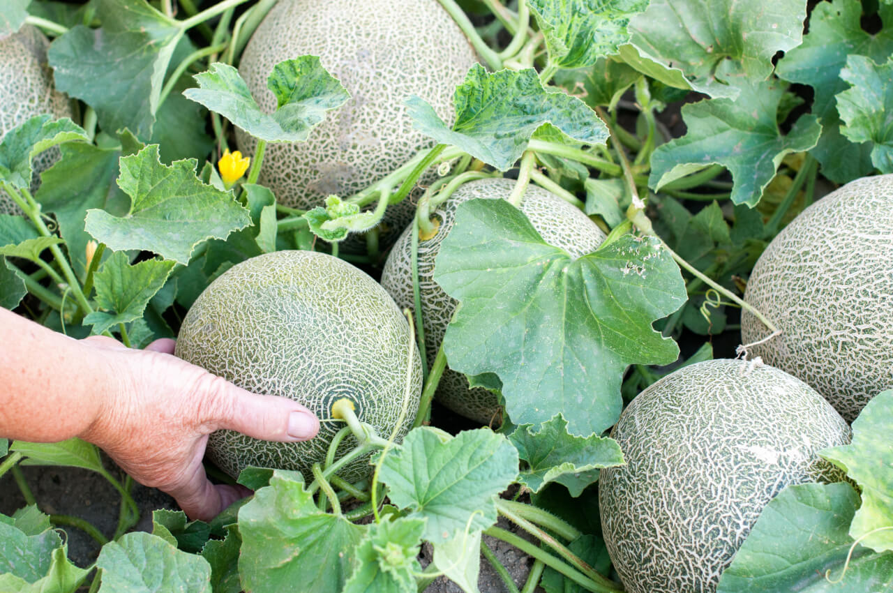 süße Melone Samen für einfaches Anpflanzen