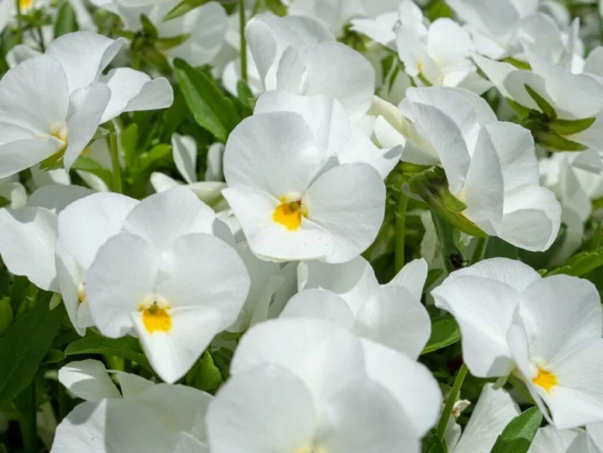 Tricolor pansy blume samen for anpflanzung - seasonal bloomer, heirloom & gmo free samen for home garten
 
 sale samen for anpflanzung in home garten