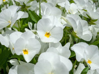 Tricolor pansy blume samen for anpflanzung - seasonal bloomer, heirloom & gmo free samen for home garten
 
 sale samen for anpflanzung in home garten