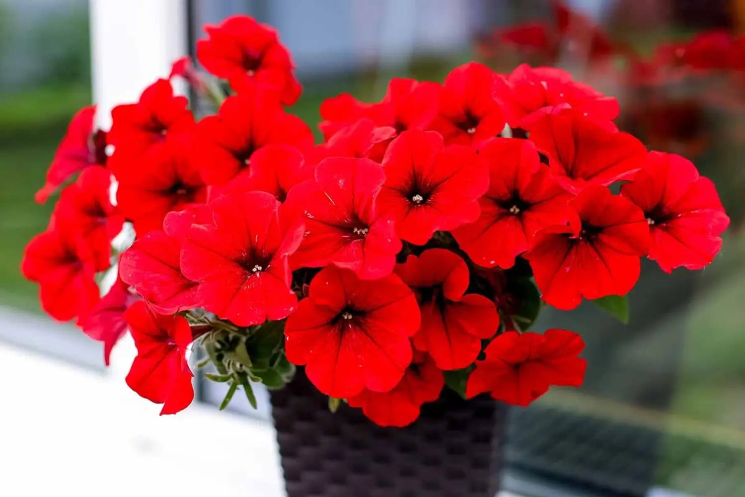 Rot Velour Blumensamen zur Aussaat – farbenfroh Schau – Traditionssorte & ohne Gentechnik Samen Hausgarten