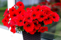 Rot Velour Blumensamen zur Aussaat – farbenfroh Schau – Traditionssorte & ohne Gentechnik Samen Hausgarten