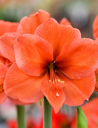 Orange-Grün Hippeastrum Blumensamen zur Aussaat – Landhaus Garten wichtig – Traditionssorte & ohne Gentechnik Samen Hausgarten