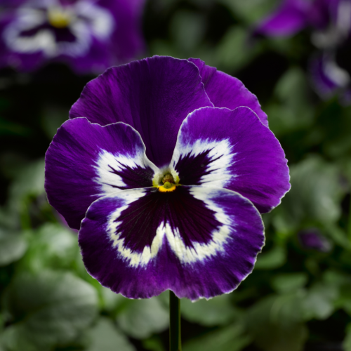 Lila Weiß Stiefmütterchen Blumensamen zur Aussaat Wildblume Mischung Traditionssorte & ohne Gentechnik Samen Hausgarten