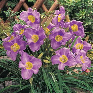 Blau Hemerocallis Blumensamen zur Aussaat – Landhaus Garten wichtig – Traditionssorte & ohne Gentechnik Samen Hausgarten