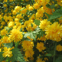 Gelb Kerria Japonica Blumensamen zur Aussaat – pflegeleicht – Traditionssorte & ohne Gentechnik Samen Hausgarten