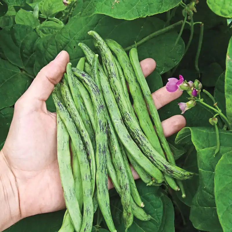 Green Schwarz Rattlesnake Bean Samen zum Pflanzen