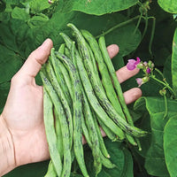 Green Schwarz Rattlesnake Bean Samen zum Pflanzen