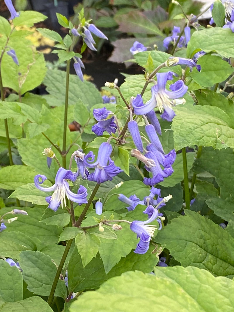 Waldrebe Heracleifolia Blumensamen zur Aussaat Bestäuber freundlich Traditionssorte & ohne Gentechnik Samen Hausgarten