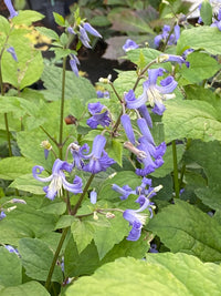 Waldrebe Heracleifolia Blumensamen zur Aussaat Bestäuber freundlich Traditionssorte & ohne Gentechnik Samen Hausgarten