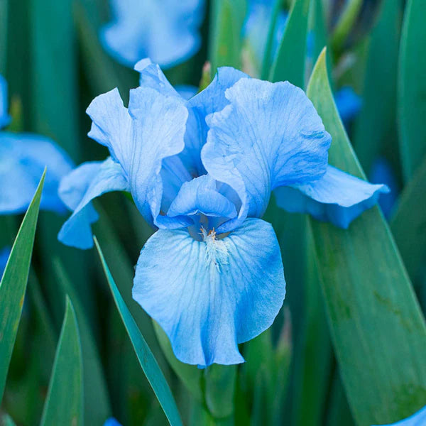 Iris Blau Blumensamen zur Aussaat – mehrjährige Blüten