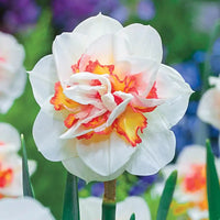 Rosa Weiß Narzisse Samen zur Aussaat elegant Frühling Blüten