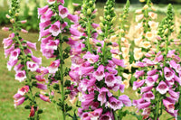 Rosa kletternd Foxglove Blumensamen zur Aussaat – Anzucht – Traditionssorte & ohne Gentechnik Samen Hausgarten