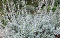 Apiana blume samen for anpflanzung wildflower mix heirloom & gmo free samen for home garten 
 
 sale for anpflanzung in home garten