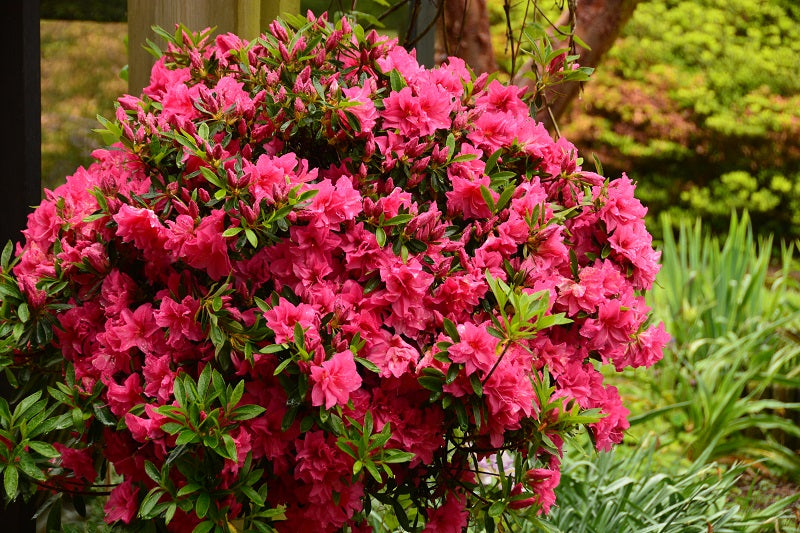 Rosa Azalee Blumensamen zur Aussaat Landhaus Garten wichtig Traditionssorte & ohne Gentechnik Samen Hausgarten