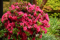 Rosa Azalee Blumensamen zur Aussaat Landhaus Garten wichtig Traditionssorte & ohne Gentechnik Samen Hausgarten