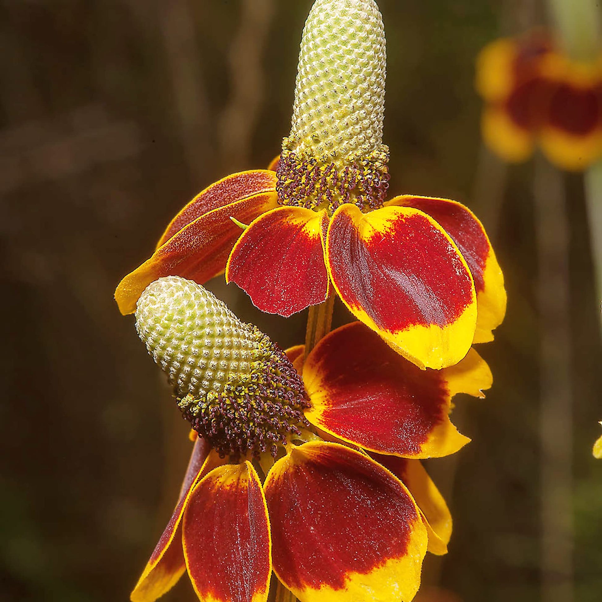 Upright Prairie Coneflower Samen – Wildflowers Bestäuber Gärten