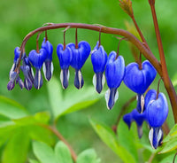Blau bleeding heart blume samen for anpflanzung - long bloom season, heirloom & gmo free samen for home garten
 
 sale for anpflanzung in home garten.