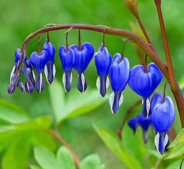 Blau bleeding heart blume samen for anpflanzung - long bloom season, heirloom & gmo free samen for home garten
 
 sale for anpflanzung in home garten.