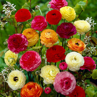 Ranunculus Ranunculus asiaticus Samen zur Aussaat Blume Beet und Container Garten