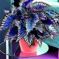 Buntnessel Samen – farbenfroh Leaf Pflanzen – Garten Semente