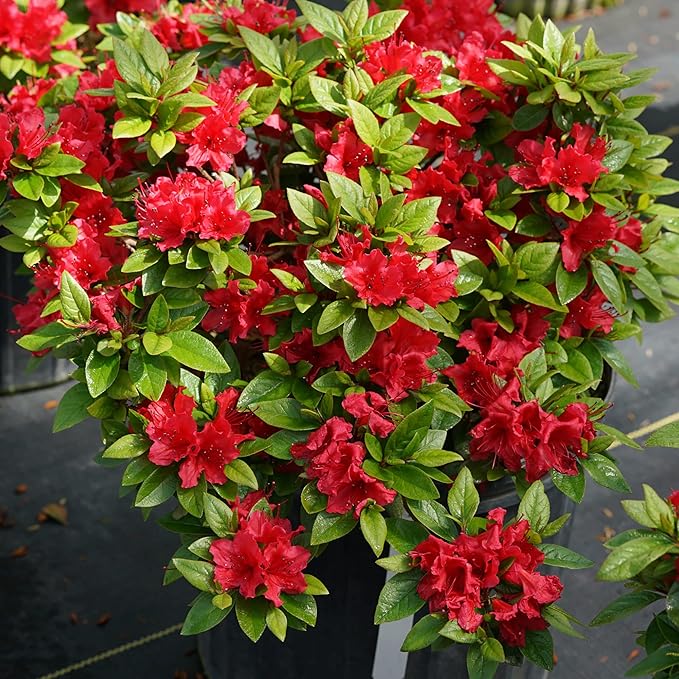 Azalee Rhododendron spp Blumensamen zur Aussaat Blume Beet