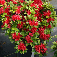 Azalee Rhododendron spp Blumensamen zur Aussaat Blume Beet