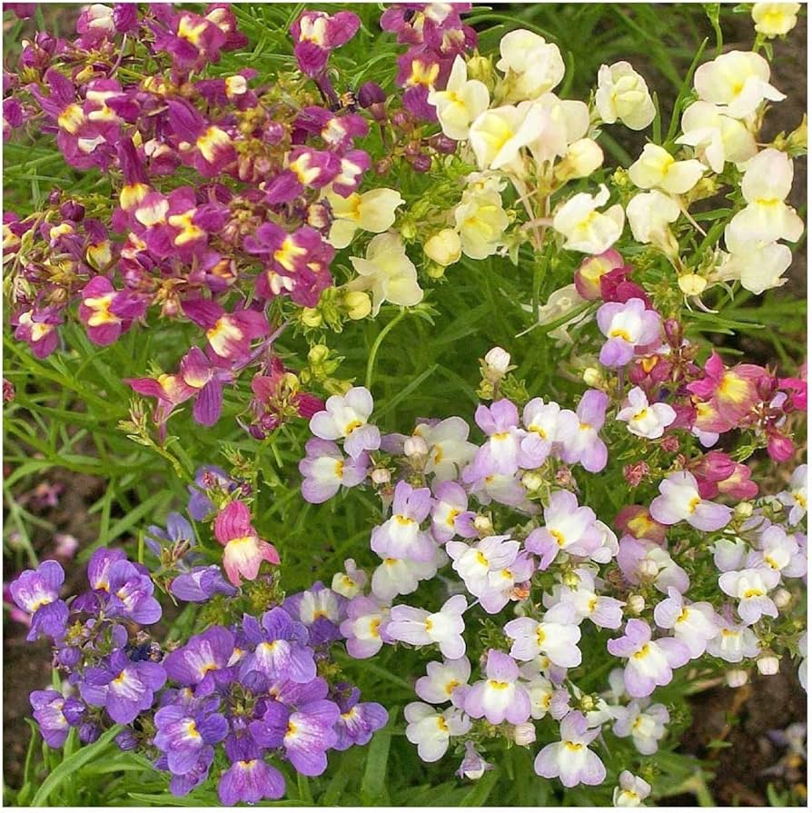 Lindaria Licilia Blume Mischung Samen – Self-Seeding einjährig Garten Blüten