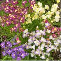 Lindaria Licilia Blume Mischung Samen – Self-Seeding einjährig Garten Blüten