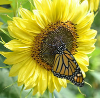 Sonnenblume Lemon Queen Samen leuchtend Gelb Blüten