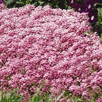 Alyssum easter bonnet violet samen for fragrant violet blooms