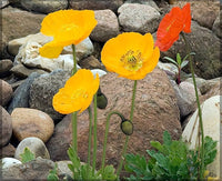 Iceland poppy mix papaver nudicaule samen for anpflanzung in blume beds