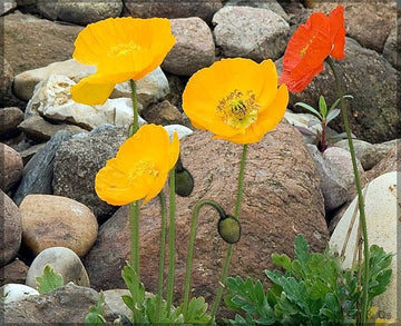 Iceland poppy mix papaver nudicaule samen for anpflanzung in blume beds