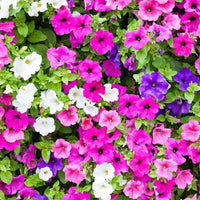 Surfinia Blumensamen zur Aussaat – duftend Blüten – Traditionssorte & ohne Gentechnik Samen Hausgarten