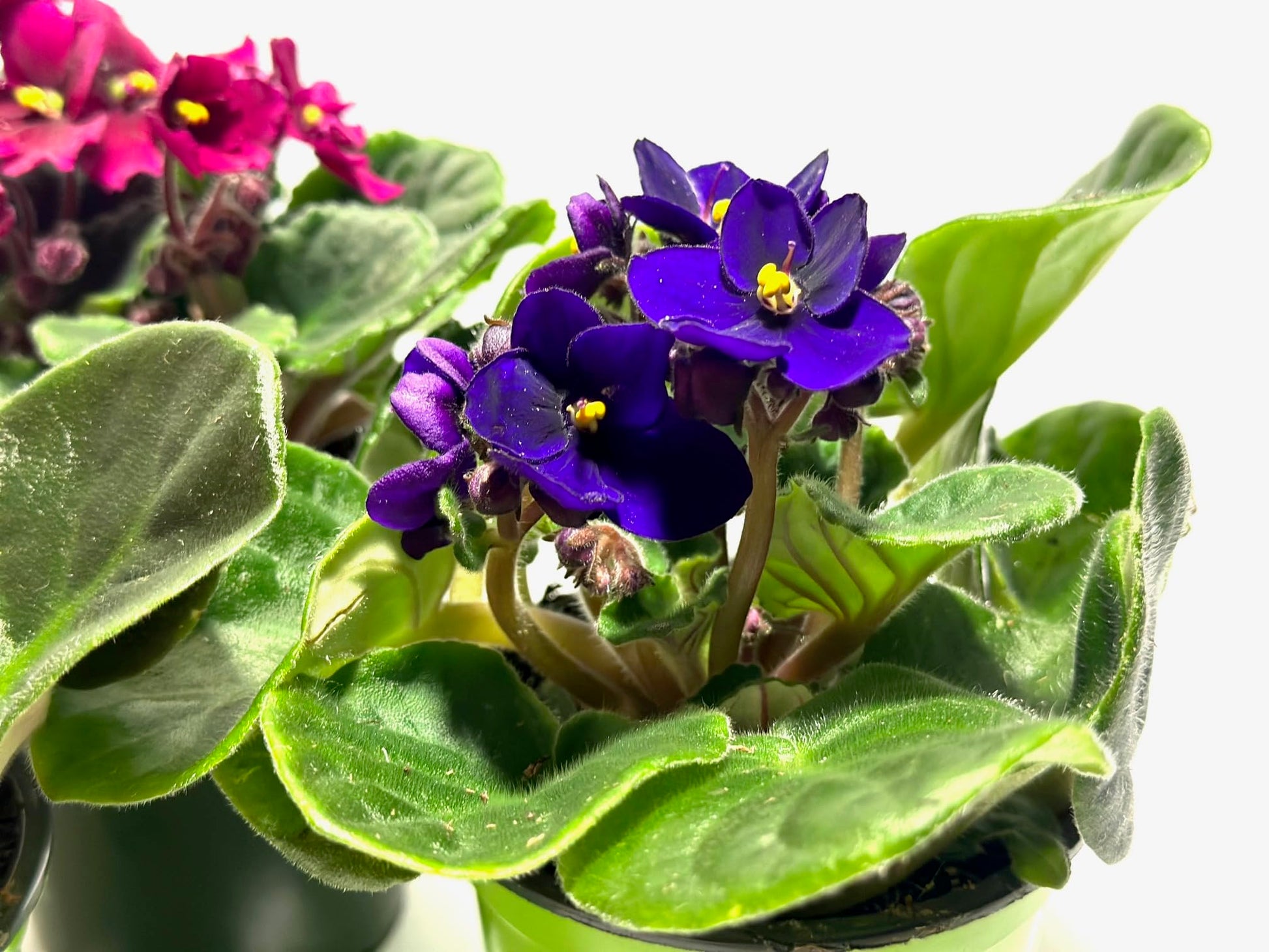 African Saintpaulia Blumensamen – Blumensamen zur Aussaat – leuchtend Blüten – Traditionssorte & ohne Gentechnik Samen Hausgarten