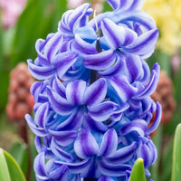 Himmelblau Hyacinthus Orientalis Blumensamen zur Aussaat – Schnitt Blume beliebt – Traditionssorte & ohne Gentechnik Samen Hausgarten