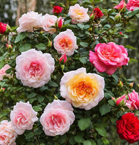 mehrfarbige Rose Blumensamen a farbenfroh Rose Garten