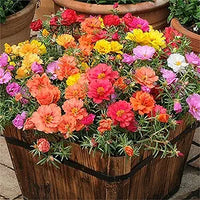 Rose rosa spp for anpflanzung in blume bed