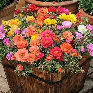 Rose rosa spp for anpflanzung in blume bed