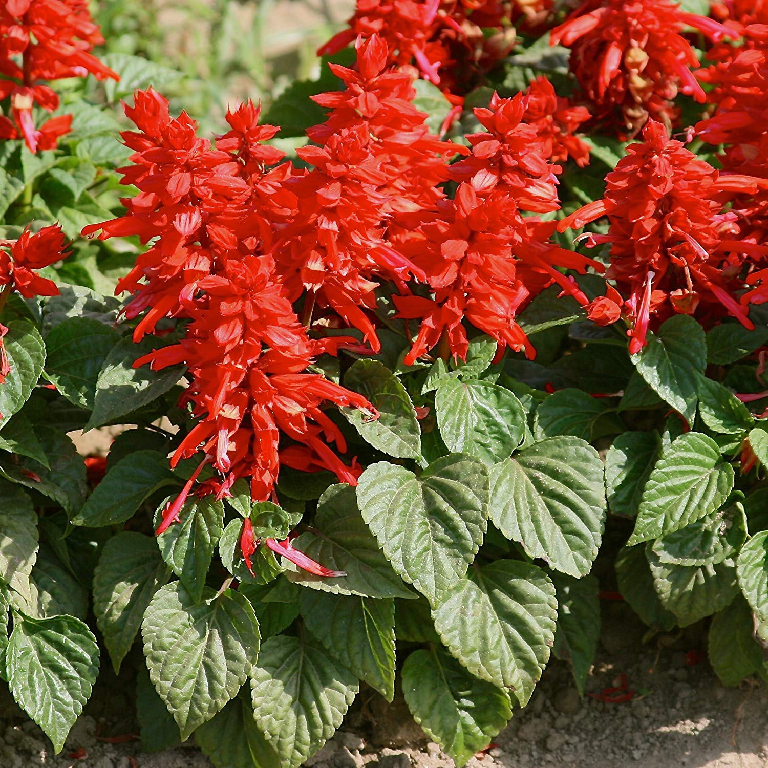 Salvia Splendens Reddy Salmon Samen zur Aussaat Bestäuber Garten Blume Beet