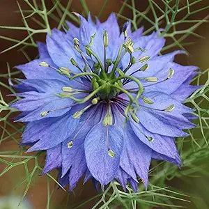 Delft nigella blume samen for unique blooms