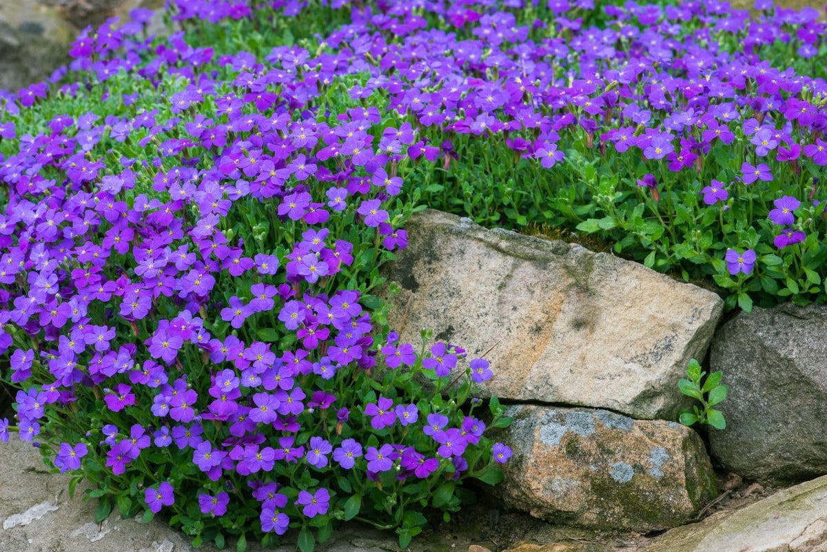Blaukissen blume samen for anpflanzung - long bloom season, heirloom & gmo free samen for home garten
 
 sale for anpflanzung in home garten.