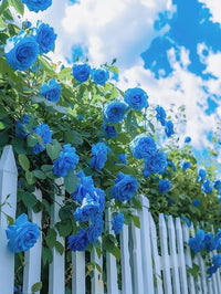 Himmelblau kletternd Rose Blumensamen zur Aussaat – lang Blüte Saison – Traditionssorte & ohne Gentechnik Samen Hausgarten
